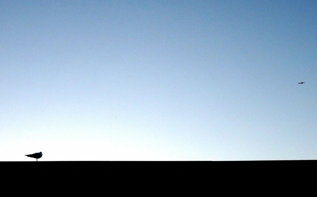 Un oiseau regarde un avion dans le secteur des plages Gaston Defferre à Marseille.
